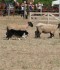 Game Fair 2013: Cinofilia con Sheepdog e Agility Dog